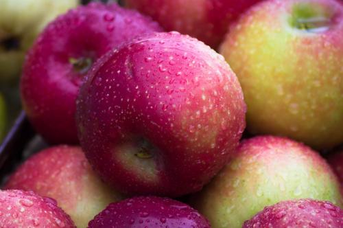 Среднепоздние сорта яблонь. 50 сортов яблок с фото и описаниями