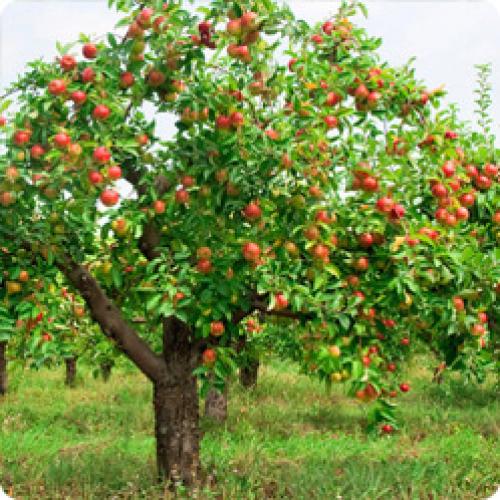 Где сажать яблони на участке. ВЫРАСТИТЬ ЯБЛОНЮ МОЖНО ТОЛЬКО ЗНАЯ ЕЕ ОСОБЕННОСТИ