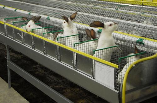 Сколько крольчиха рожает крольчат. Как рождаются кролики: сколько приносит крольчат в первый раз