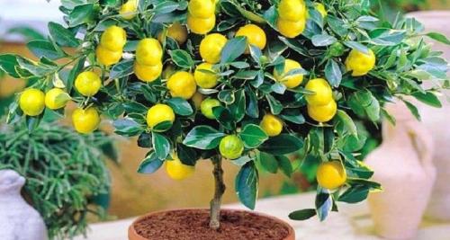 Удобрение для комнатного лимона в домашних условиях. Чем и как правильно подкормить лимон в домашних условиях?