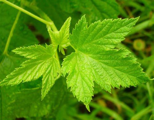 Лечебные листья смородины. Полезные свойства и противопоказания листьев смородины