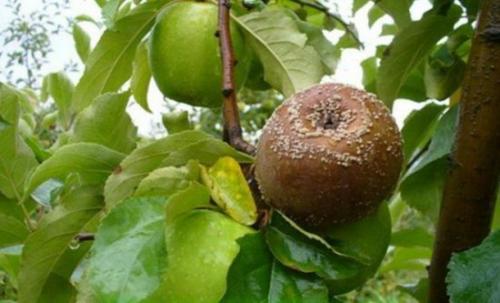 Почему гниют яблоки на деревьях. Причины загнивания яблок на дереве