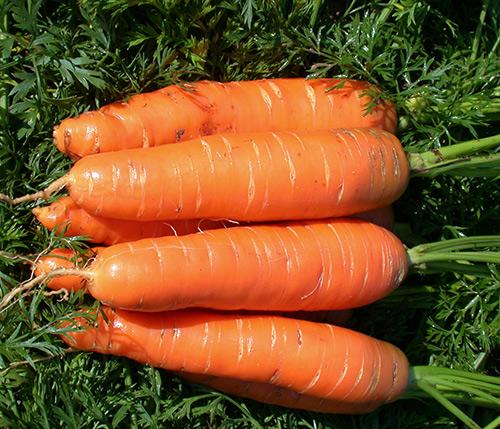 Морковь Нантская 4 характеристика и описание сорта. Сорт моркови Нантская 4