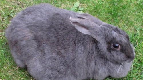 Сколько носят кролики. Беременность у кроликов: симптомы, сроки и уход
