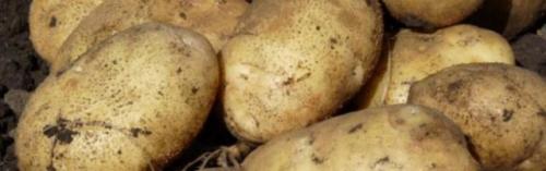 Сорта картофеля для ленинградской области. Сорта картофеля для Северо-Западного региона