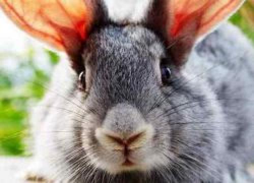 Вздутие живота у кроликов. Лечение вздутия живота у кроликов