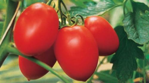 Томат бенито. Высокоурожайный и неприхотливый томат «Бенито» — секреты получения богатого урожая