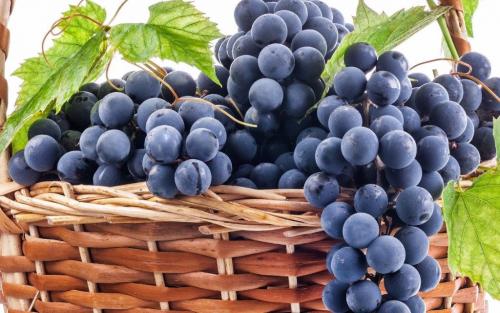 Молдова виноград. История сорта винограда Молдова