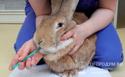 У кроликов кокцидиоз чем лечить. Лечение кокцидиоза у кроликов