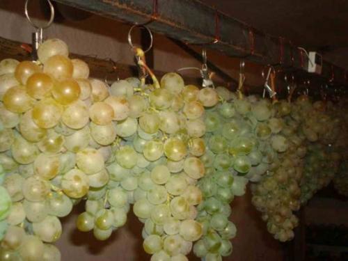 Способы хранения винограда. Как сохранить виноград зимой. Как сохранить виноград в домашних условиях