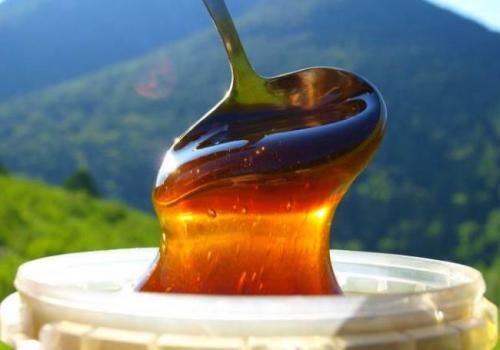 Дягиль мед польза. Лечебные свойства