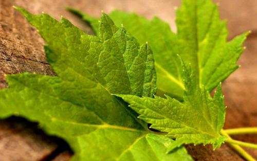 Свойства лечебные листьев смородины. Польза и лечебные свойства