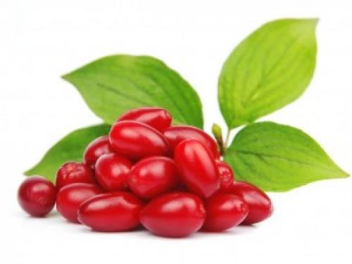 Кизил и его полезные свойства. Как использовать пользу кизила и где можно применить свойства этой ягоды?