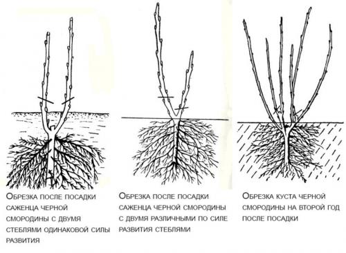 Обрезка красной смородины весной для начинающих в картинках пошагово