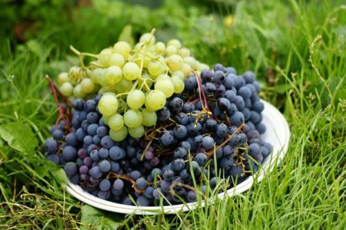 Как вырастить виноград из семян. Выбор семечек и сорта