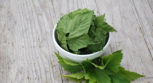 Чай из листьев смородины рецепт. Как приготовить вкусный и полезный чай из листьев смородины (черной, красной)
