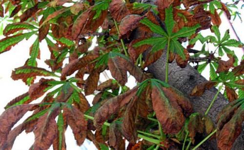 Каштан дерево болезни ржавые листья