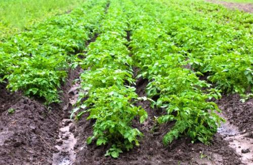 Гербициды для картофеля