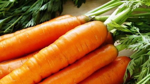 Морковь Нантска.  Характеристика и описание сорта моркови Нантская 4