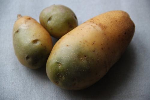 Можно ли кушать позеленевший картофель. Почему нельзя есть зелёный картофель