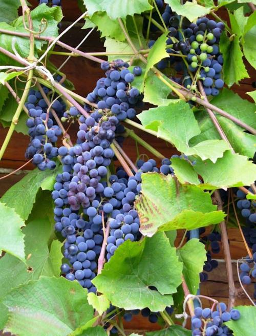 Полезные свойства винограда для организма человека. Состав и калорийность винограда