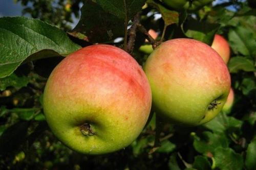Сорта яблонь среднеспелые. Осенние сорта яблонь