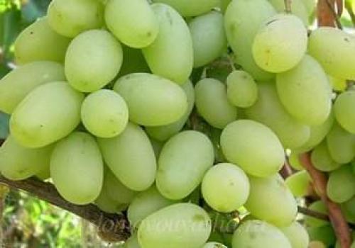 Лучшие виноградные вина. Сорта винограда для вина с названием и описание