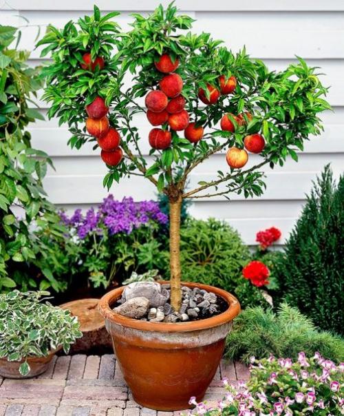 Персик, как вырастить дома. Выбор посадочного материала