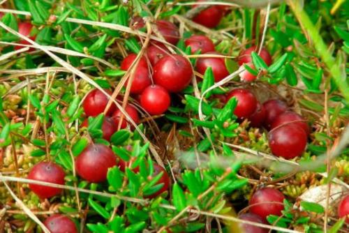 Красная Кислая ягода на болоте. Распространенные ягоды
