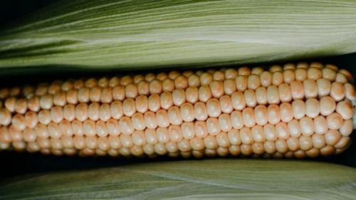 Как выбрать сахарную кукурузу. Как отличить кормовую кукурузу от пищевой и сферы применения обоих видов