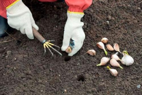 Когда сажать летний чеснок в открытый грунт: технология выращивания