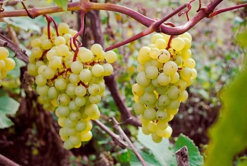 Сорта винограда для краснодарского края. Краснодарский край