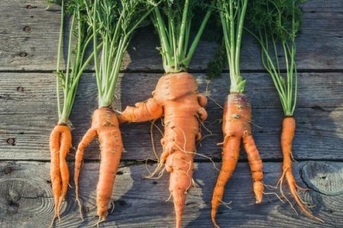 Почему падает морковь. Частые проблемы при выращивании моркови и пути их решения: почему отваливается ботва и падает на грядку, почему корнеплоды корявые и рогатые и другие трудности