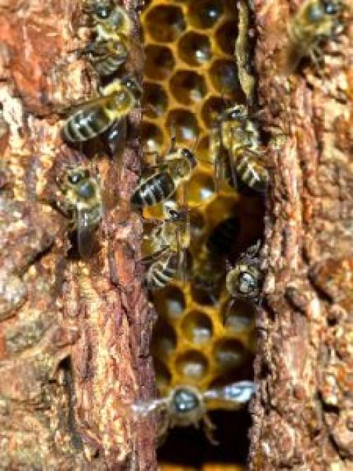 Мед дикий полезные свойства. Редкий мед Башкирии — дикий мед. Уникальное лакомство от диких пчел