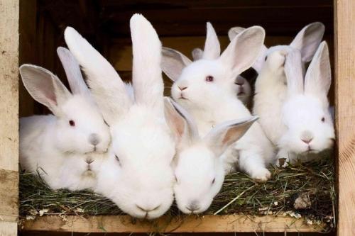 Почему крольчиха принесла одного крольчонка. Почему крольчиха съедает или разбрасывает своих крольчат