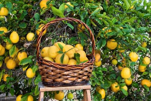 Как определить спелость лимона на домашнем дереве. Как получить рекордный урожай с комнатного лимона