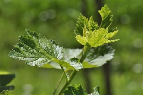 Листья смородины мочегонные. Рецепты здоровья: листья черной смородины, как чай и лекарство