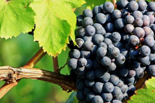 Виноград не успевает созреть, что делать. Как ускорить процесс созревания плодов винограда