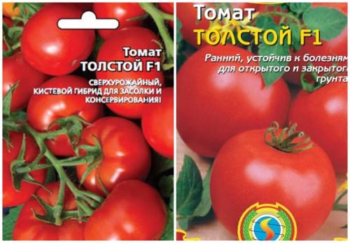 Томат толстой f1 характеристика и описание сорта. Характеристика и описание сорта томата Толстой, его урожайность и выращивание
