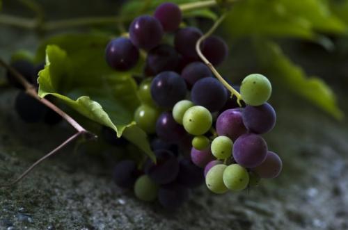 Что можно сделать с недозрелым виноградом. Можно ли делать вино из недозревшего винограда