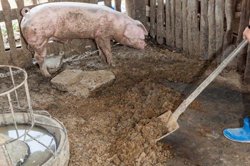 Можно ли свиной навоз использовать, как удобрение. Как использовать свиной навоз