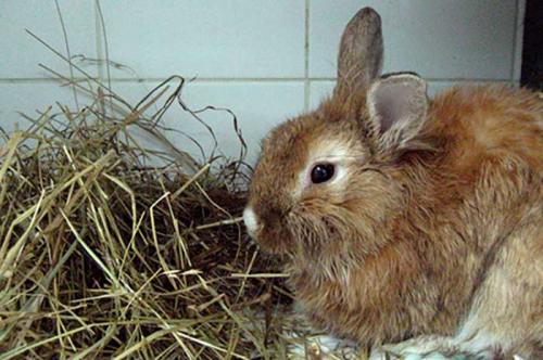 Лечение кроликов от кокцидиоза йодом. Лечение