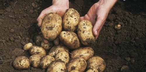 Сорт скороспелка картофель. Удивить своих соседей по даче ранними урожаями просто, с картофелем сорта Скороспелка: описание и отзывы