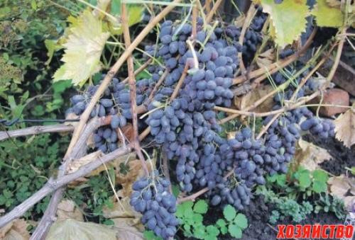 Поздние сорта винограда