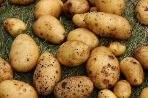 Скороспелые сорта картофеля. Ранние сорта картофеля