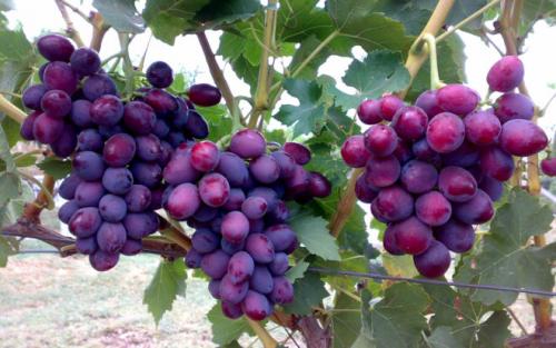 При какой температуре закрывают виноград. При какой температуре укрывают виноград