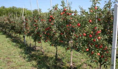 Когда лучше сажать саженцы яблони осенью или весной. Когда лучше сажать яблоню – весной или осенью и от чего это зависит