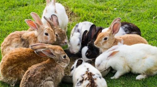 Сколько живут кролики?