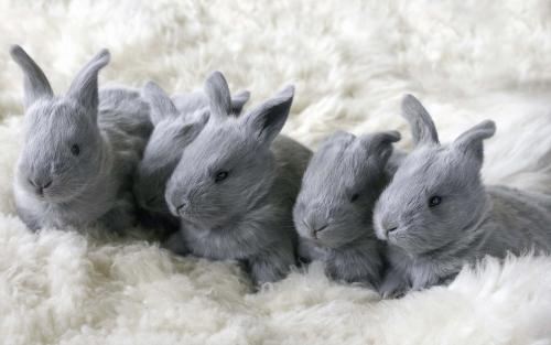 Кролики особенности содержания. Биологические особенности кроликов