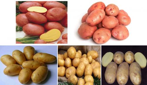 Раннеспелые сорта картофеля в средней полосе. Ультраранние сорта картофеля.